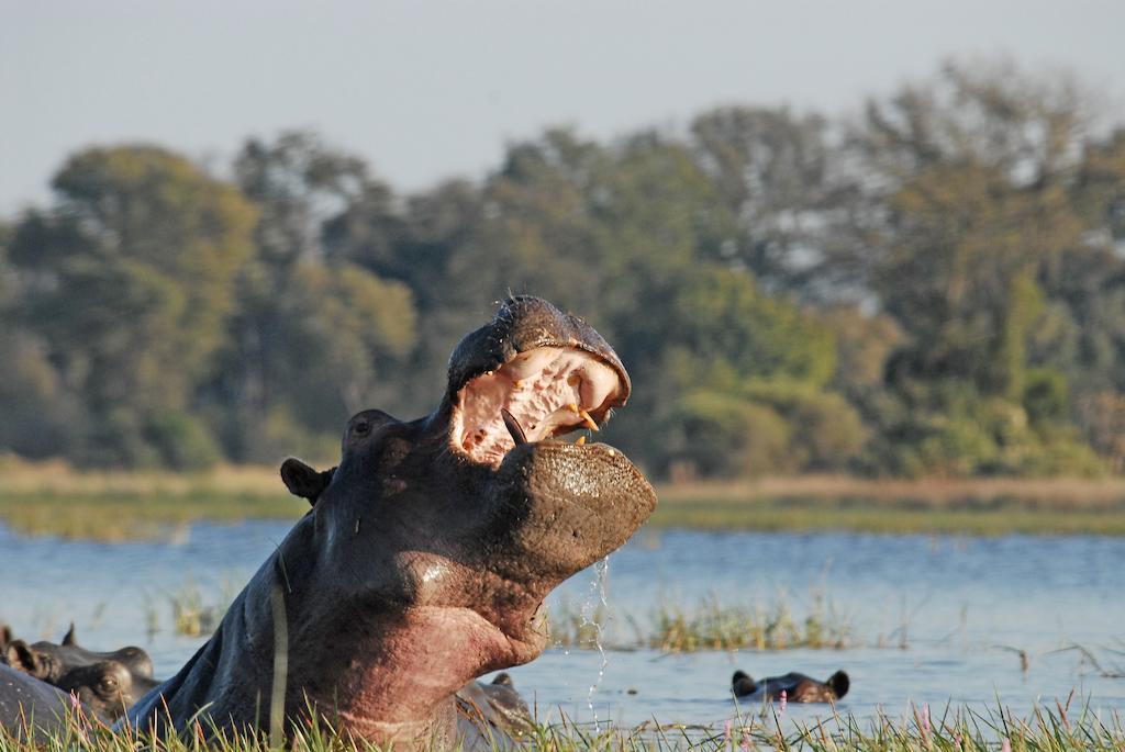 Divava Okavango Resort & Spa Bagani Zewnętrze zdjęcie