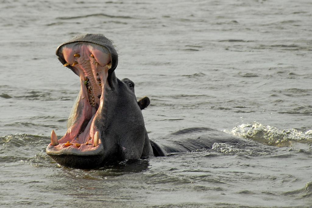 Divava Okavango Resort & Spa Bagani Zewnętrze zdjęcie